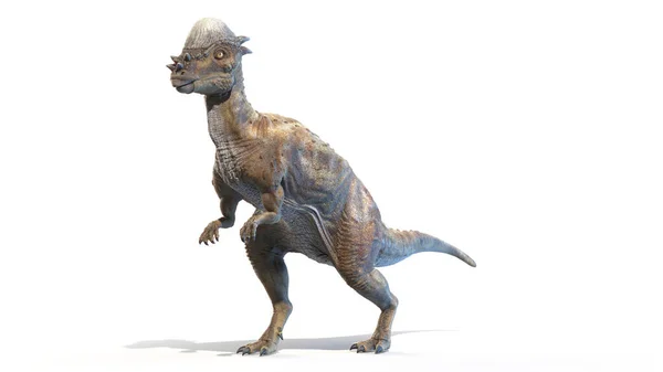 Pachycephalosaurus Aislado Sobre Fondo Blanco Ilustración — Foto de Stock