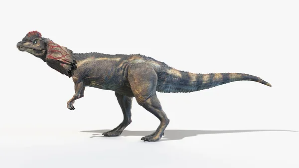 Dilophosaurus Isolated White Background Illustration — Stock Photo, Image