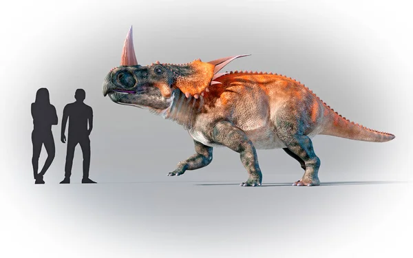 人間とスタイラコサウルスの相対的な規模を示す作品 スタイラコサウルスは スパイシーなトカゲ という意味で トリクラトプス ペンタケラトプス トロサウルスなどの小規模な恐竜の仲間である シュタイラコサウルスは — ストック写真