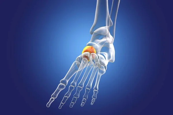 Navicular Bone Foot Illustration — Stock Photo, Image
