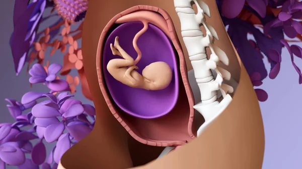 Foetus Womb Illustration — Stock Photo, Image