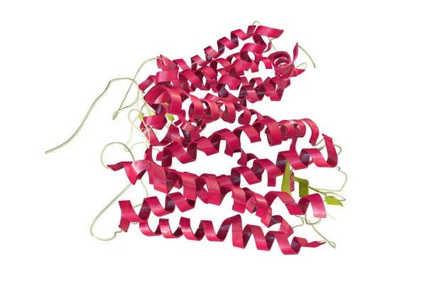 Molekularny Model Rododopzyny Rodopsyna Nazywana Także Fioletowym Widzeniem Jest Barwnikiem — Zdjęcie stockowe
