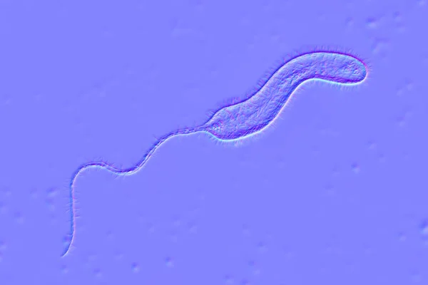Bacteria Cólera Vibrio Cholerae Ilustración —  Fotos de Stock