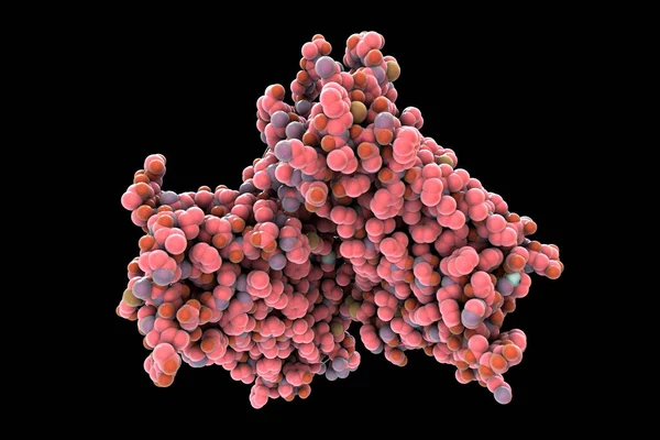 Молекулярная Модель Родопсина Родопсин Называемый Зрительно Фиолетовым Является Пигментом Найденным — стоковое фото