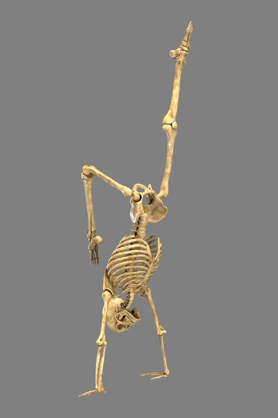 このヨガの姿勢の骨格的活動を示す ハンドスタンドヨガの位置での人間の骨格のイラスト — ストック写真