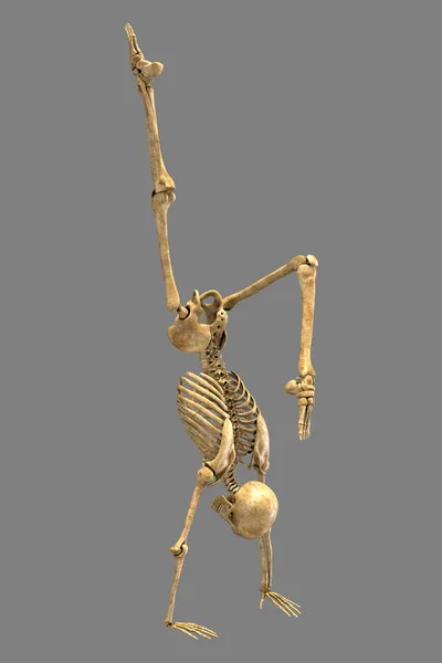 Иллюстрация Человеческого Скелета Позиции Йоги Руках Демонстрирующая Скелетную Активность Этой — стоковое фото
