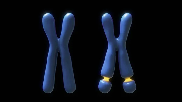 一个脆弱的X综合征染色体的概念图 X染色体包含一个脆弱的位点 — 图库照片