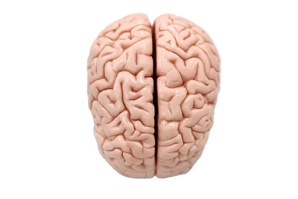 Cérebro Humano Sobre Fundo Branco Ilustração — Fotografia de Stock
