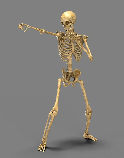 Анатомия Бокса Иллюстрация Скелет Человека Боксёрской Позиции Демонстрирует Скелетную Активность — стоковое фото