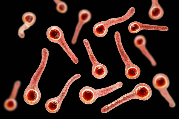 Bakterie Tężca Clostridium Tetani Ilustracja Bakterie Clostridium Tetani Powodują Tężca — Zdjęcie stockowe