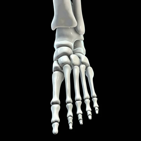 Anatomie Lidské Nohy Ilustrace — Stock fotografie