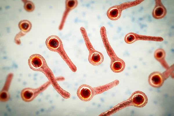 Бактерии Столбняка Clostridium Tetani Иллюстрация Бактерии Клостридия Столбняка Вызывают Столбняк — стоковое фото