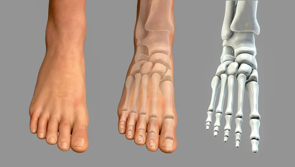 Анатомия Ног Человека Иллюстрация — стоковое фото