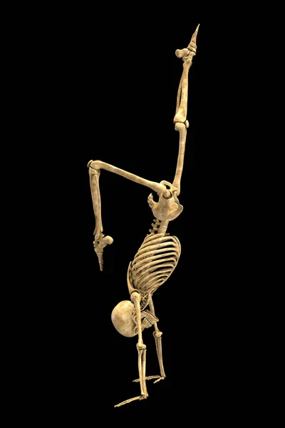 Emberi Csontváz Illusztrációja Kézen Álló Jóga Pozícióban Bemutatva Jóga Testtartás — Stock Fotó