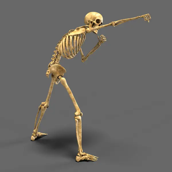 Boxe Squelette Illustration Squelette Humain Position Boxe — Photo