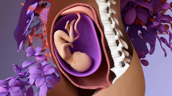 Foetus Dans Utérus Illustration — Photo