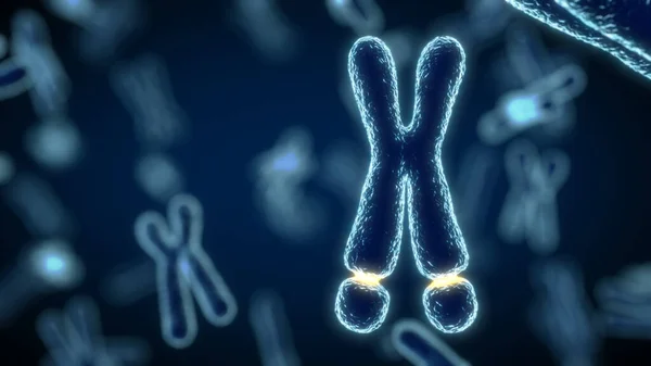 一个脆弱的X综合征染色体的说明 X染色体包含一个脆弱的位点 — 图库照片