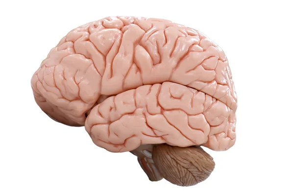 Людський Мозок Білому Тлі Ілюстрація — стокове фото