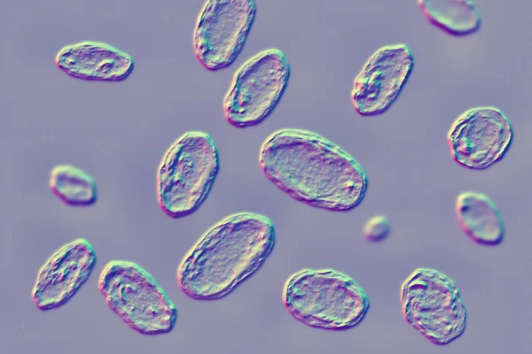 Yersinia Enterocolitica Bacterias Gramnegativas Forma Barra Una Enterobacteria Ilustración Enterocolitica —  Fotos de Stock