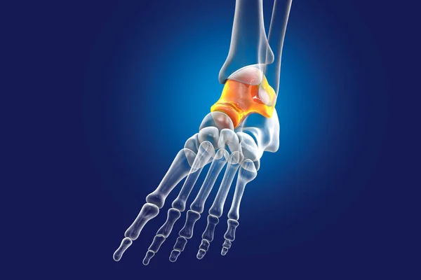 Illustration Talus Bone Foot — Stock Photo, Image