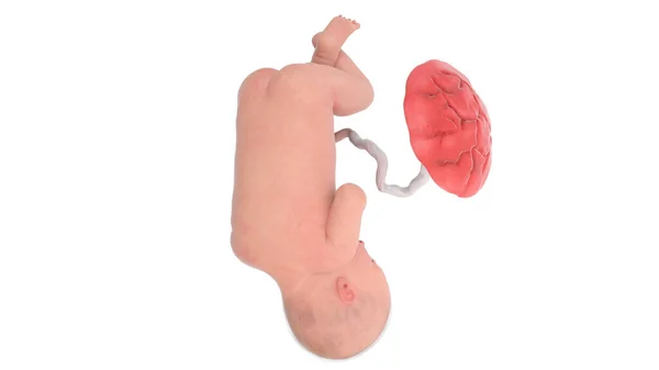 36週目の人間の胎児図 — ストック写真