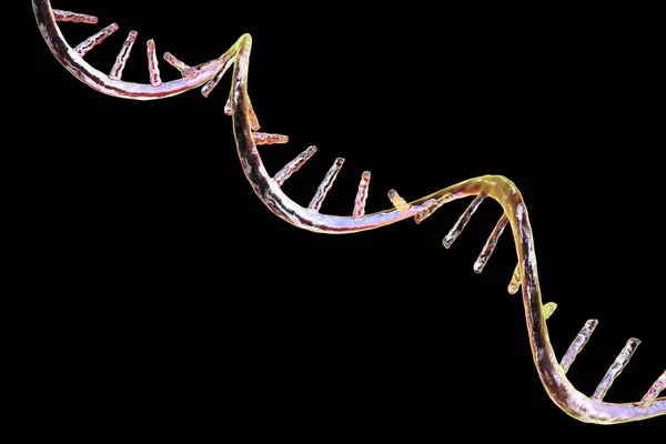 Molecular Model Messenger Ribonucleic Acid Mrna Computer Illustration — Stock Photo, Image