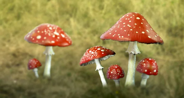 Fliegenpilze Amanita Muscaria Computerillustration Diese Giftigen Pilze Sind Die Fruchtkörper — Stockfoto