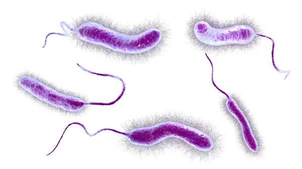 ビブリオ菌 コンピューターイラスト 生牡蠣 カメの卵 エビなどの水産物によって媒介される胃腸炎の原因となるコレラ菌 — ストック写真