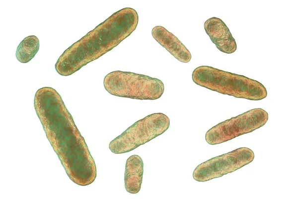 Eikenella Corrodeert Bacteriën Computer Illustratie Eikenella Corrodens Een Gram Negatieve — Stockfoto