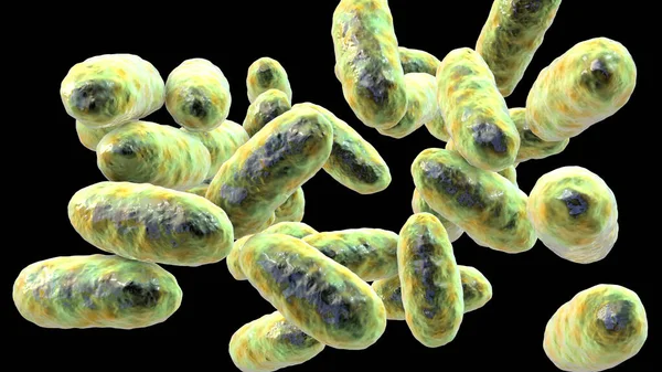 集団細菌 コンピュータイラスト 凝集体はグラム陰性菌である 最も一般的に見られる種である アフロフィルスとA Actinomycetemitans Aphrophyus 以前はHaemopilus Aphrophyus Actinobacillとして知られていた — ストック写真