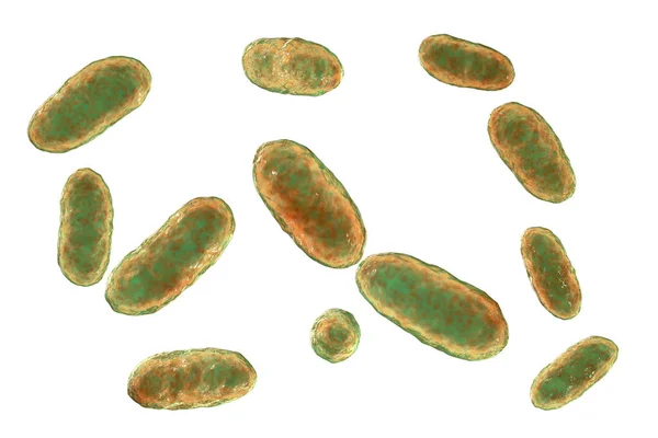Aggregatibacter Bacteria Ilustración Por Ordenador Los Agregatibacter Son Bacterias Gramnegativas — Foto de Stock
