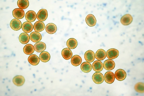 Mrsa Baktérium Meticillinrezisztens Staphylococcus Aureus Mrsa Baktériumok Számítógépes Illusztrációja — Stock Fotó
