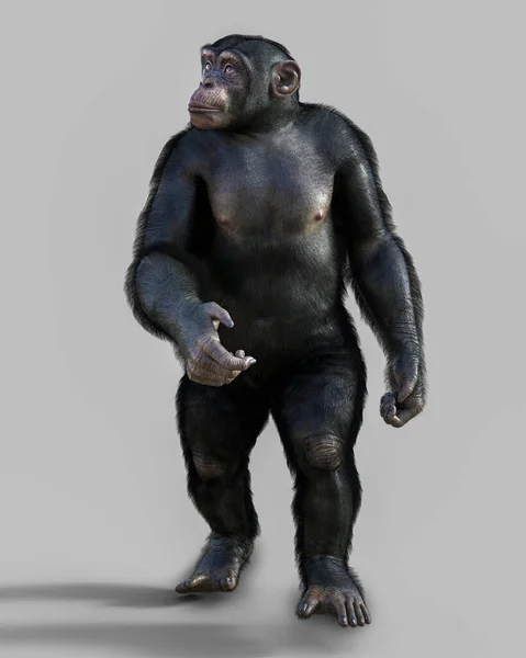 Chimpanzé Isolado Sobre Fundo Branco Ilustração Computador — Fotografia de Stock