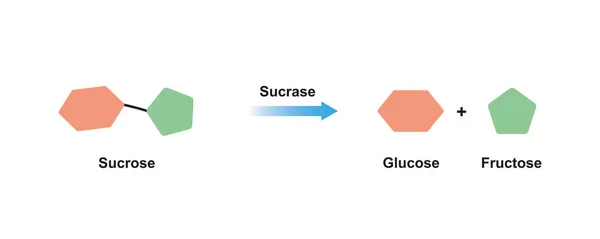 Sucrase Enziminin Sükroz Şeker Molekülünü Glikoz Früktoz Moleküllerine Ayırması — Stok fotoğraf