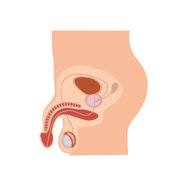 男性生殖系统的说明 在底部的中心是阴囊 它支撑着睾丸 精囊导管 Spermatic Ducts Vas Deferens 从睾丸上的附膜到前列腺 下部中心 — 图库照片