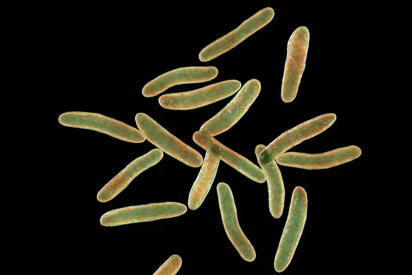 Pseudoalteromonas Tetraodonis Bakterien Computerillustration Diese Meeresbakterien Leben Oberflächenschleim Der Kugelfische — Stockfoto
