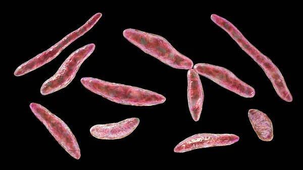 Ustilago Maydis是一种致病性真菌 可导致玉米 黑斑病 — 图库照片