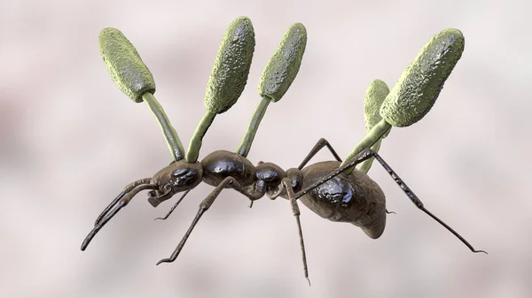 Bir Karınca Vücudundan Çıkan Kordiseps Mantarının Meyveli Vücutları Bilgisayar Çizimleri — Stok fotoğraf