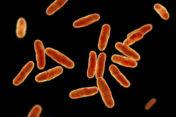 Clavibacter Bacteriën Computer Illustratie Dit Geslacht Bacteriën Bevat Plantenziekteverwekkers — Stockfoto