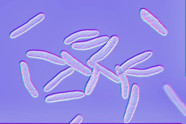 비도타로 도니스 박테리아 컴퓨터 박테리아 복어의 점액에 살면서 테트로도톡신 분비한다 — 스톡 사진