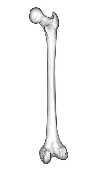 Computer Illustration Femur Thigh Bone Largest Bone Human Body Showing — Stock Photo, Image