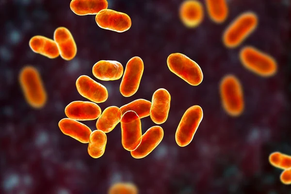 Prevotella Bacteria Ilustración Por Ordenador — Foto de Stock