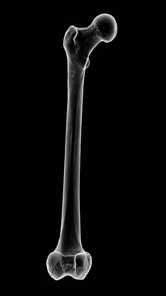 人体最大的骨骼 大腿骨 的计算机图解 在前方显示出它的形状和结构 — 图库照片