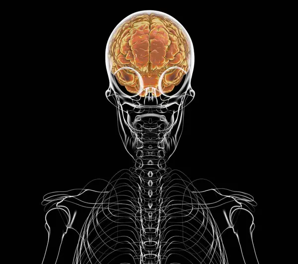 Esqueleto Humano Con Cerebro Ilustración Por Computadora Que Muestra Compleja — Foto de Stock