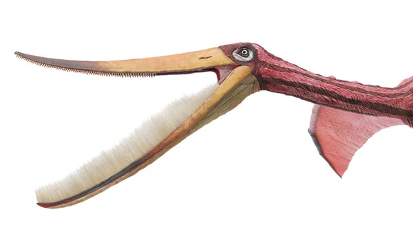 Pterodaustro Pterosaurus Illusztrációja — Stock Fotó