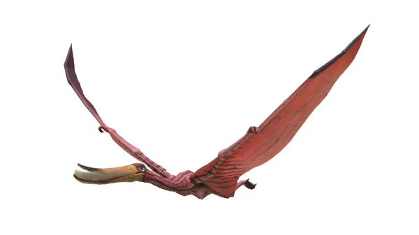 Bir Pterodaustro Pterosaur Tasviri — Stok fotoğraf