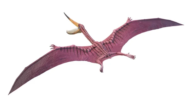 Ilustração Pterodaustro Pterossauro — Fotografia de Stock