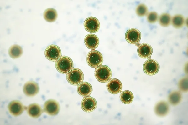 Ilustração Computacional Fungo Microscópico Lacazia Loboi — Fotografia de Stock