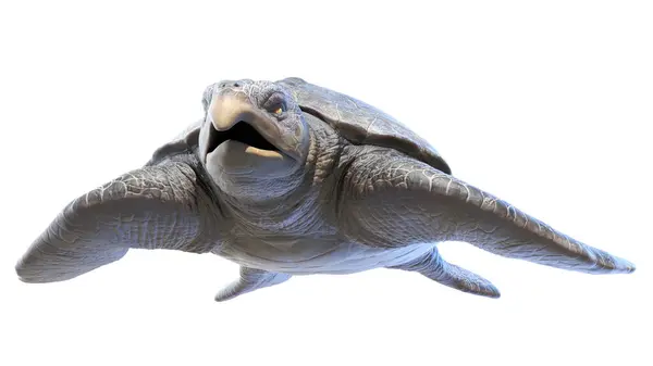 阿基隆史前海龟的图解 — 图库照片