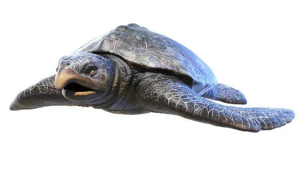 Illustration Einer Archelon Meeresschildkröte — Stockfoto